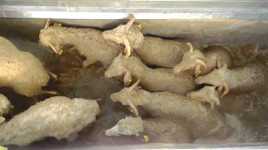 Koyunların banyo keyfi 
